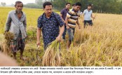 ধামইরহাটে কৃষকের পাশে দাড়ালো শিক্ষক-শিক্ষার্থী-সাংবাদিক ও সরকারী কর্মকর্তা