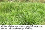 কাউনিয়ায় জমি স্বল্পতায় রাস্তার ধারে হচ্ছে ঘাস চাষ