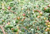 বরই চাষে ৪ লক্ষাধিক টাকা আয়ের আশা