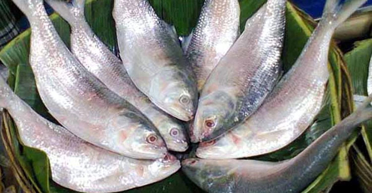 আজ থেকে ৬ জেলায় দুই মাস ইলিশ ধরা নিষিদ্ধ
