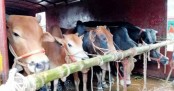 ক্যাটল স্পেশাল ট্রেনে ৮০০ গরু এলো ঢাকায়
