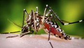 ডেঙ্গুতে তিনজনের মৃত্যু, হাসপাতালে ভর্তি ৩৯৫
