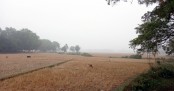 শ্রীমঙ্গলে সর্বনিম্ন তাপমাত্রা ৫.৬ ডিগ্রিতে নেমেছে

