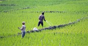 রাসায়নিক সারের দাম কেজিতে বাড়লো ৫ টাকা
