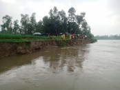 সারিয়াকান্দিতে বাঙ্গালী নদীতে  তীব্র ভাঙ্গন সৃষ্টি হয়েছে 
