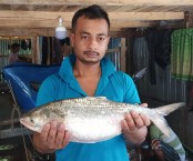 কুয়াকাটায় এক ইলিশ বিক্রি ৭ হাজার টাকায় !