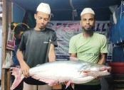 কুয়াকাটায় জেলের জালে ধরা পড়ল ১৪ কেজির পাঙ্গাশ
