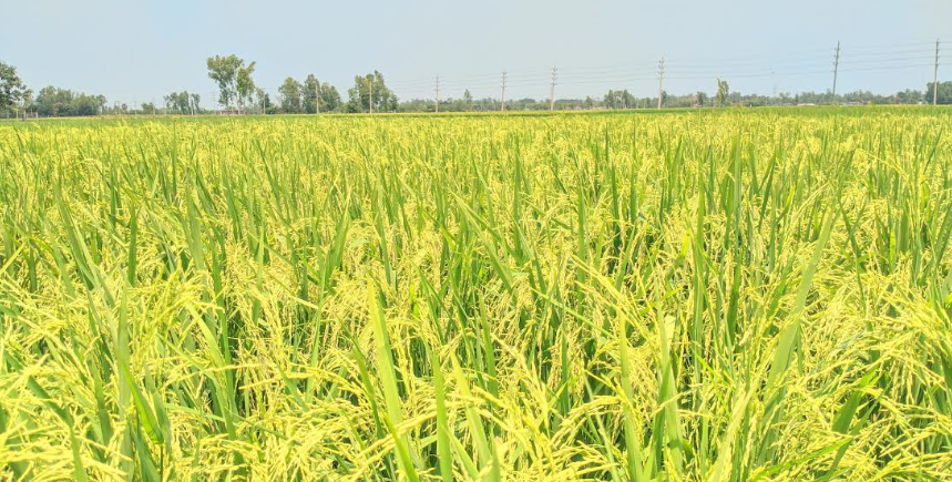 নন্দীগ্রামে বোরো ধানের শীষে দুলছে কৃষকের সোনালী স্বপ্ন