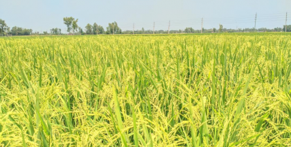 নন্দীগ্রামে বোরো ধানের শীষে দুলছে কৃষকের সোনালী স্বপ্ন