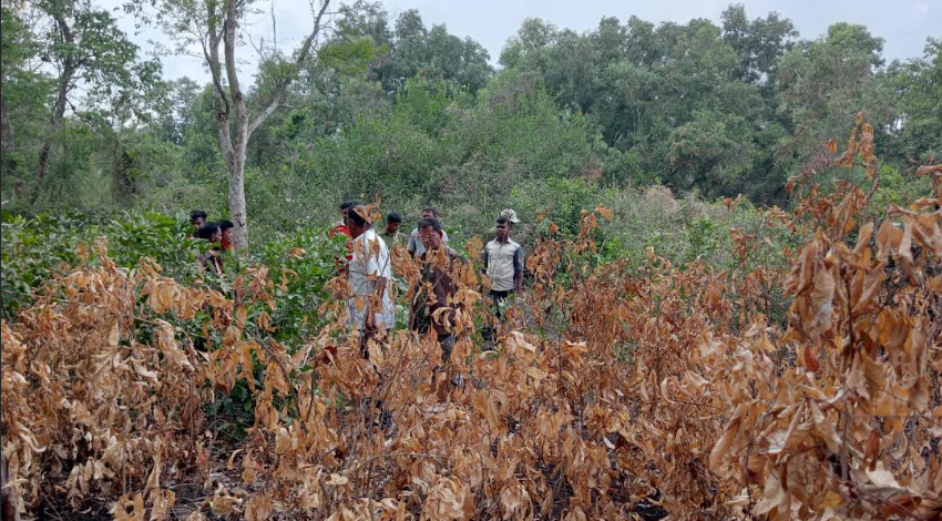 কুয়াকাটায় আগুনে পোঁড়া বন পরিদর্শন করলেন সহকারী বন সংরক্ষক