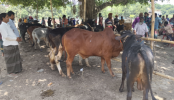 রাজশাহীতে ১৬ বছর পর চালু হলো ঐতিহ্যবাহী দামকুড়া পশুহাট
