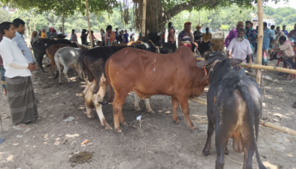 রাজশাহীতে ১৬ বছর পর চালু হলো ঐতিহ্যবাহী দামকুড়া পশুহাট