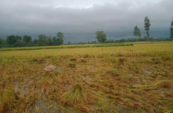 ধামইরহাটে বৃষ্টিতে পাকা ধান নিয়ে বিপাকে কৃষক