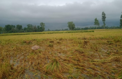 ধামইরহাটে বৃষ্টিতে পাকা ধান নিয়ে বিপাকে কৃষক