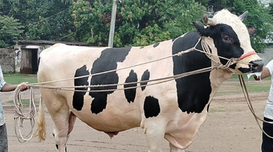 বগুড়ার বাহাদুরের দাম ১০ লাখ টাকা