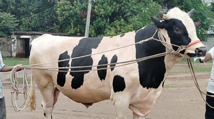 বগুড়ার বাহাদুরের দাম ১০ লাখ টাকা