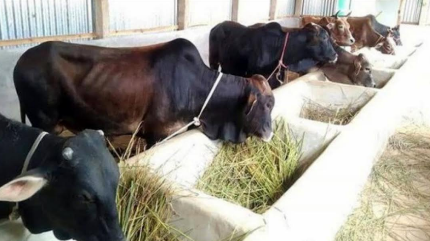 পাবনায় জমতে শুরু করেছে কোরবানির পশুর বাজার, টালমাটাল গরুর দাম