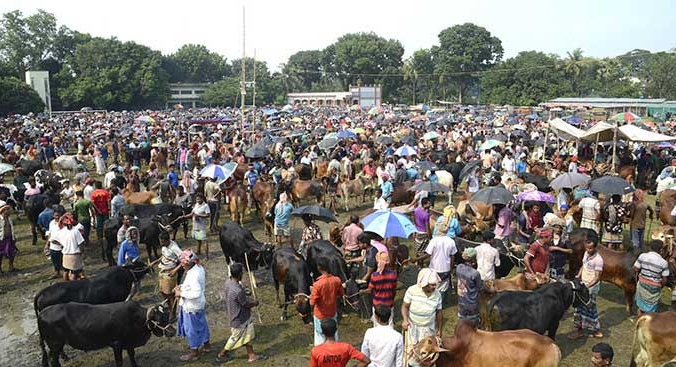 রাজশাহীতে দেশি গরুতে জমে উঠেছে হাট