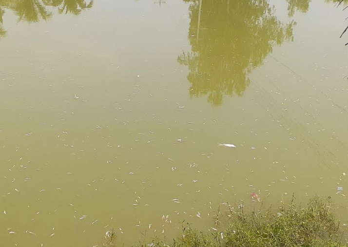 রাণীনগরে যুবদল নেতার পুকুরে বিষ প্রয়োগ, ১৫ লাখ টাকার মাছ নিধন