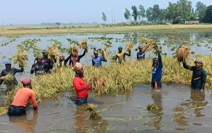 চলনবিলে আগাম বন্যা,তলিয়ে গেছে কৃষকের পাঁকা ধান