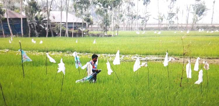 গোবিন্দগঞ্জে আমন ধানের জমিতে ইঁদুরের
আক্রমন ! চাষিদের মাথায় হাত 