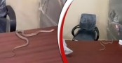 রাগে পৌর অফিসে সাপ ছেড়ে দিলেন যুবক!
