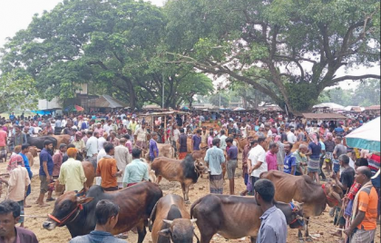 ধামইরহাটে জমে উঠেছে কোরবানির পশুর হাট