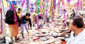 নবান্ন উপলক্ষে বগুড়ায় বিশাল মাছের মেলা