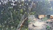 গাবতলীতে রাস্তার পার্শ্বের সরকারি জমি থেকে গাছ কাটার অভিযোগ