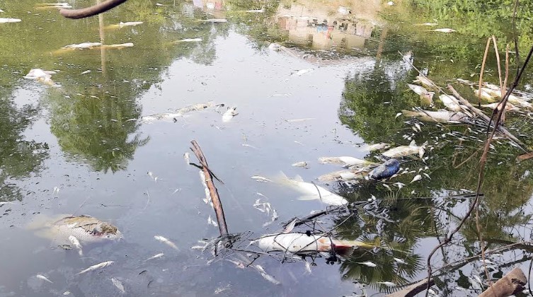 আদমদীঘিতে পুকুরে বিষ প্রয়োগে ২০ লাখ টাকার মাছ নিধন!