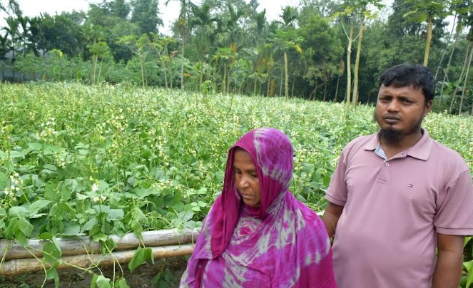 গাবতলীতে রাস্তার বিরোধে  শিমের গাছ কর্তন
