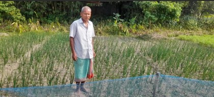 ঠাকুরগাঁওয়ে গ্রীষ্মকালীন পেঁয়াজ চাষে কৃষকদের সাফল্য 