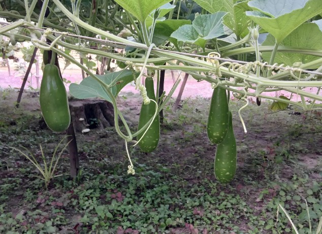 সলঙ্গায় সবজি চাষে স্বাবলম্বী কৃষক