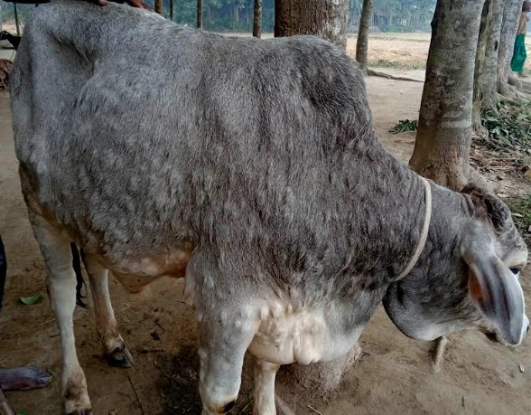 গোবিন্দগঞ্জে অসময়ে ল্যাম্পি স্কিন ডিজিজে মৃত্যু বাড়ছে গবাদিপশুর জনবল কম থাকায় চিকিৎসা দিতে হিমসিম খাচ্ছে প্রাণিসম্পদ বিভাগ