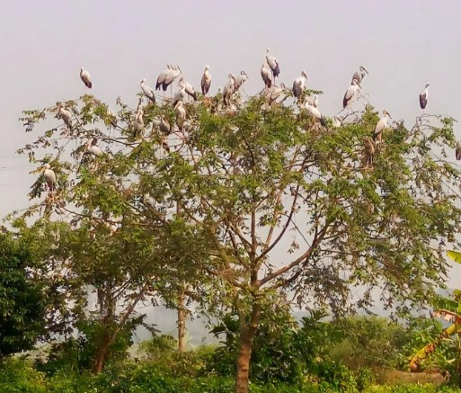 সলঙ্গায় শীতের শুরুতেই অতিথি পাখির আগমন