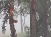 মাটির হাঁড়ি ছাড়ছে গাছিরা, বোতলেই নিরাপদ খেজুর রস সংগ্রহ
