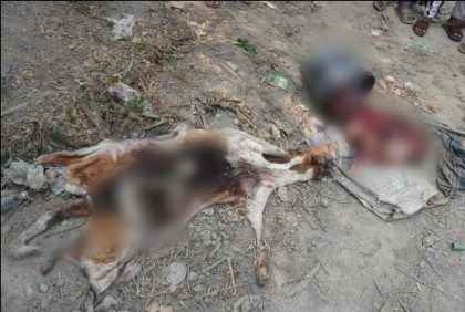 নওগাঁর ধামইরহাটে খাসির কথা বলে কুকুরের মাংস বিক্রি 