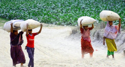 পানির বুক শূন্য তিস্তার পেট এখন সবুজে পূর্ণ