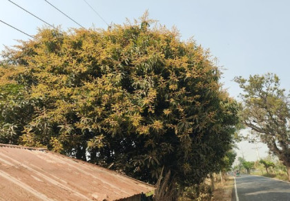 বসন্তের শুরুতেই মুকুলে ঢেকেছে শেরপুরের আমগাছ  