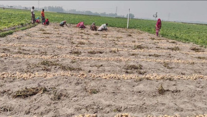 এক কাপ চায়ের দামে ১ কেজি আলু, অর্ধেক লসের আশঙ্কায় কৃষক  