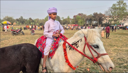 আক্কেলপুরের গোপীনাথপুরে শতাব্দীপ্রাচীন ঘোড়ার মেলা, বাহারি জাতের ঘোড়া নিতে ক্রেতাদের ভিড়