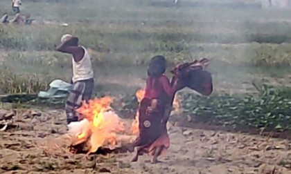 মৌচাকে বাজপাখির ছোবল, মৌমাছির আক্রমণে আহত ২