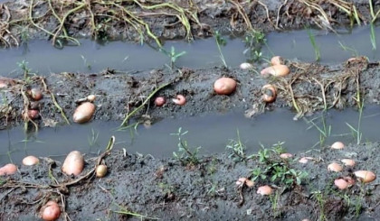 রংপুরে আলুক্ষেতের ব্যাপক ক্ষতি, দিশাহারা আলুচাষিরা