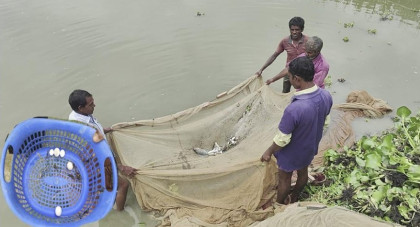 পুকুরে ন্যাপথলিন, শেরপুরে মাছ চাষির মাথায় হাত