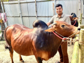 বগুড়ার শিবগঞ্জে চাকরিজীবী দম্পতির ‘এন.এস এগ্রো ফার্ম’ ঘিরে কৌতূহল, চারটি লাল ষাঁড় গরুতে বাড়ছে আকর্ষণ