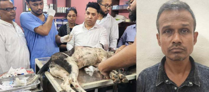 বগুড়ায় কুকুরকে কুপিয়ে জখম: প্রধানমন্ত্রীর নির্দেশে মামলা, গ্রেপ্তার ১