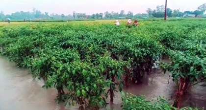 আদমদীঘিতে অতি বৃষ্টিতে শাক-সবজি ক্ষেত ও বীজতলা পানির নিচে