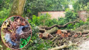 গাছ কেটে পাখির বাসা, ডিম ও ছানা নষ্ট: শেরপুরে বৃদ্ধ গ্রেপ্তার
