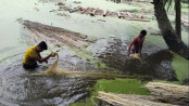 পাটের আঁশ ছাড়াতে ব্যস্ত চাষিরা, লক্ষ্যমাত্রার চেয়ে বেশি আবাদ